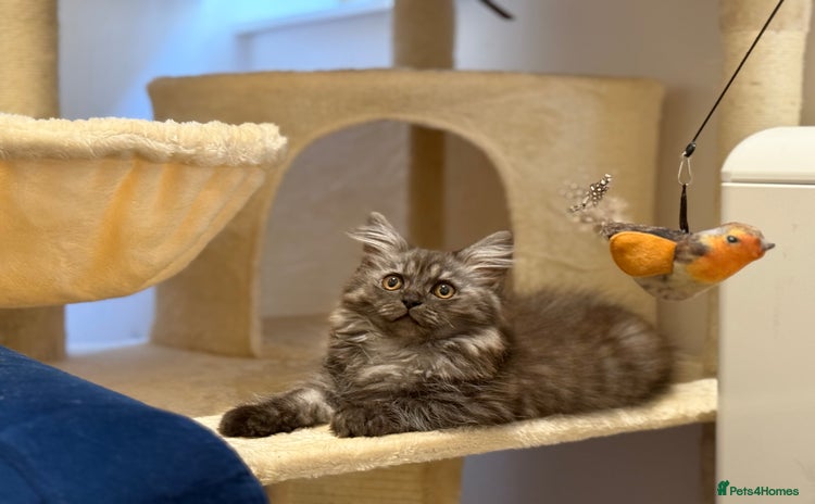 Persian cats - Advert 1