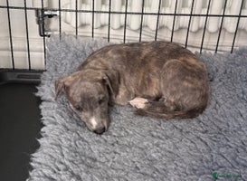 Whippet dogs - Advert 1