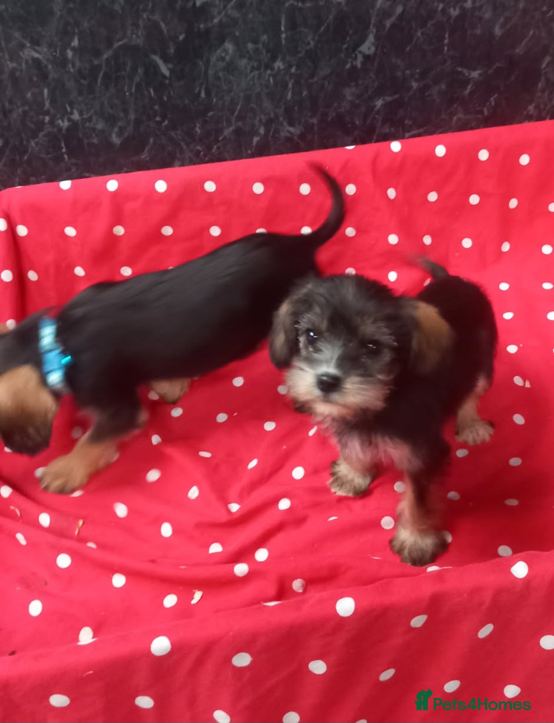 Mixed Breed dogs for sale: Beautiful Shcnauzer cross Cavaliers for sale - Image 5