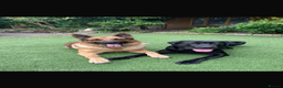 Labrador Retriever dogs for stud: Kenzduo Blackout (Tyson) - Advert 9