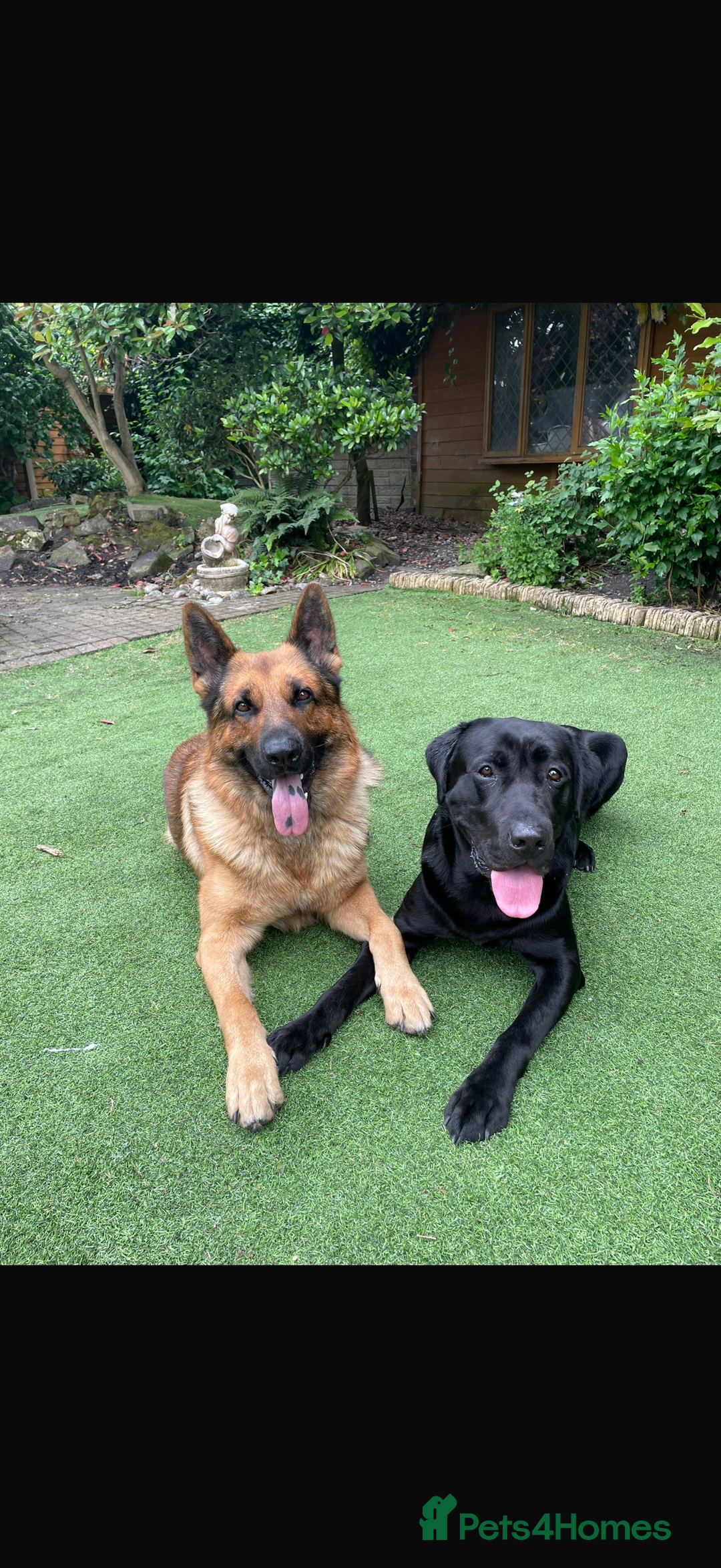 Labrador Retriever dogs for stud: Kenzduo Blackout (Tyson) - Advert 9