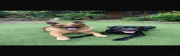 Labrador Retriever dogs for stud: Kenzduo Blackout (Tyson) - Advert 9
