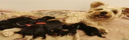 Yorkshire Terrier dogs for sale: Beautiful puppies  - Advert 2