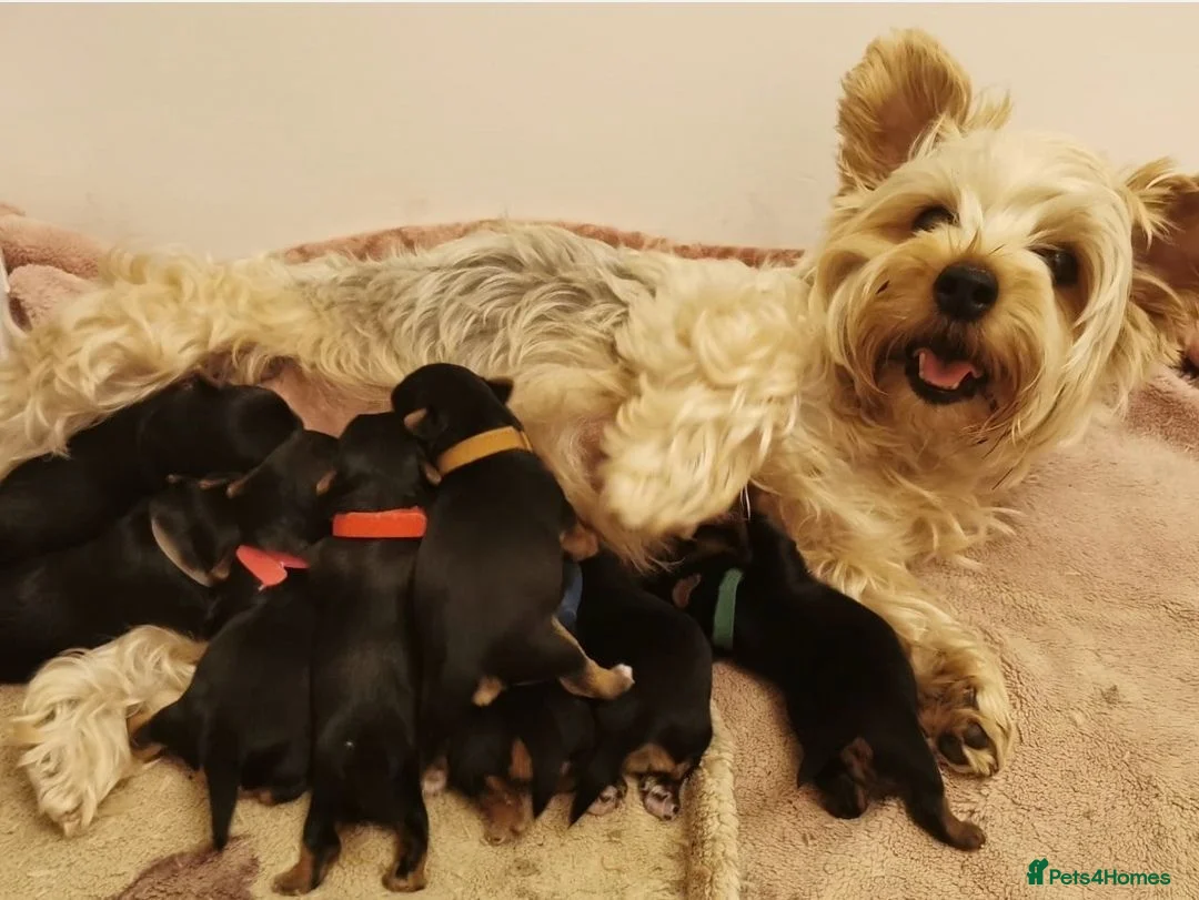 Yorkshire Terrier dogs for sale: Beautiful puppies  - Advert 2