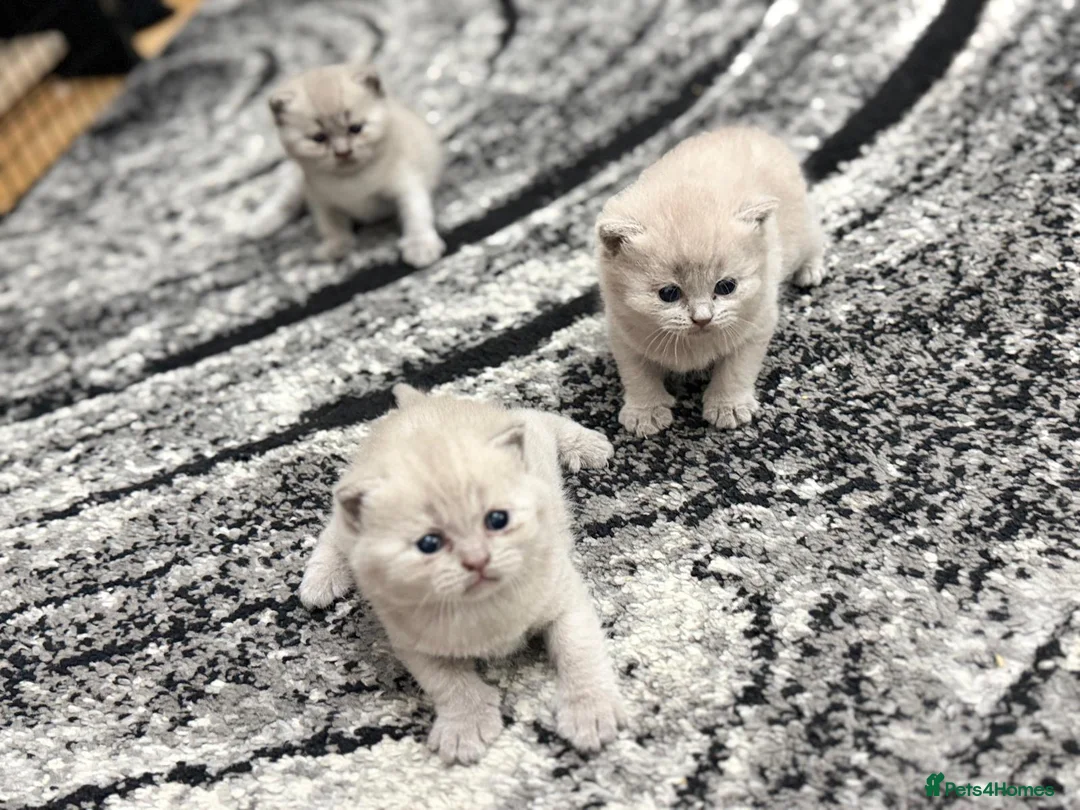 British Shorthair cats for sale: High-Quality British Shorthair Kittens - Advert 5