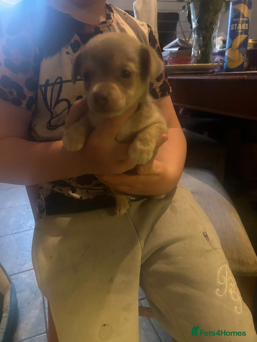 Jack Russell dogs for sale: Female jack Russell - Advert 4