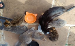 Mixed Breed cats for sale: Adorable kitties ready to go.  - Image 20