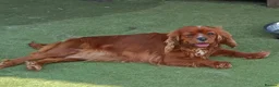 Cavalier King Charles Spaniel dogs for sale: Cavalier king charles adult female  - Advert 2