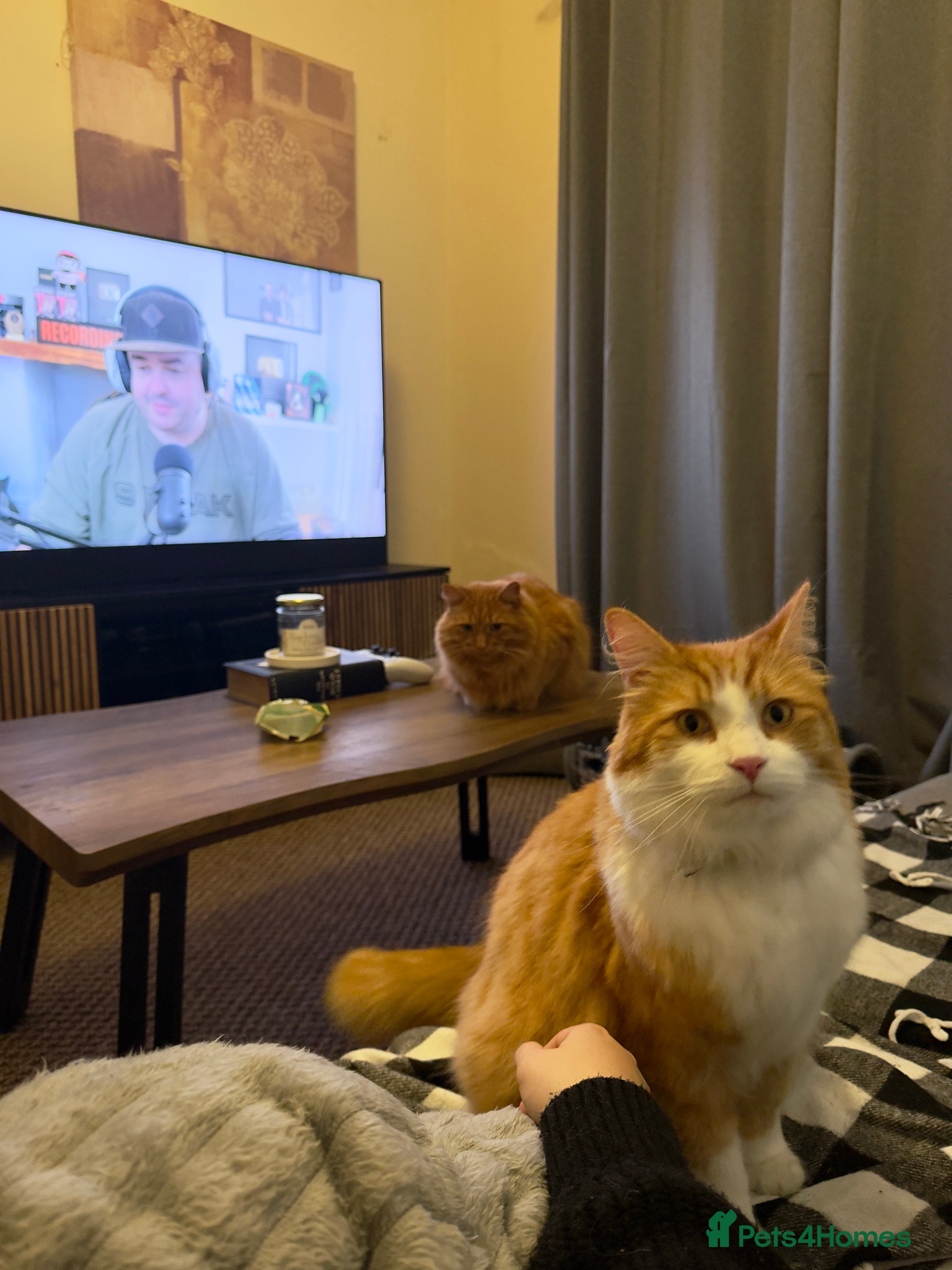 Mixed Breed cats Two adults cats for rehoming - Advert 1