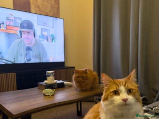 Mixed Breed cats Two adults cats for rehoming - Advert 1