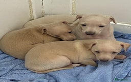 Italian Greyhound dogs for sale:  Italian Greyhound Puppies – Ready 6th October ✨ - Image 6