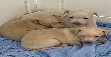 Italian Greyhound dogs - Advert 12