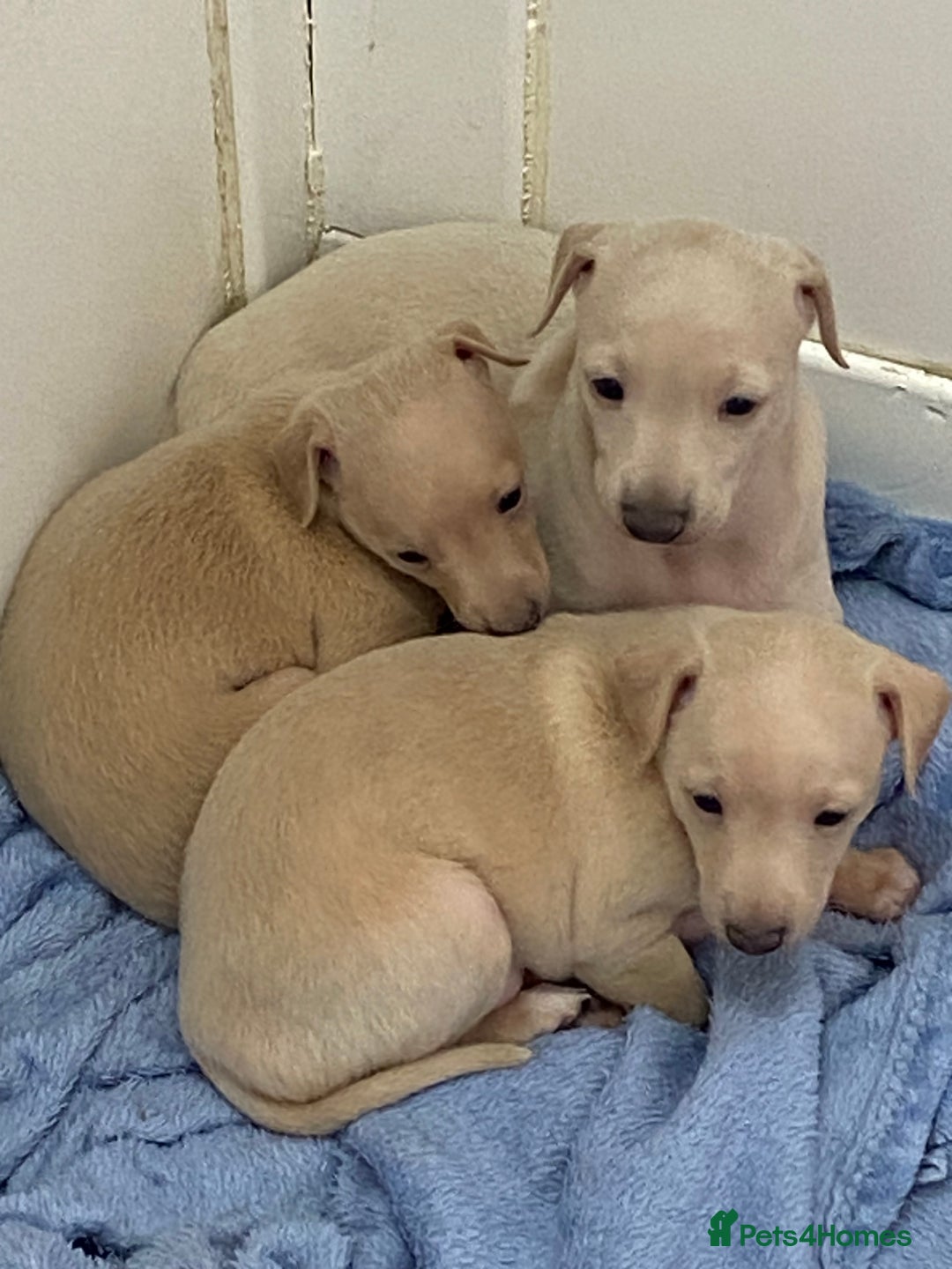 Italian Greyhound dogs for sale:  Italian Greyhound Puppies – Ready 6th October ✨ - Image 6