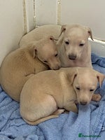 Italian Greyhound dogs - Advert 3