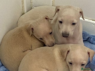 Italian Greyhound dogs - Advert 2