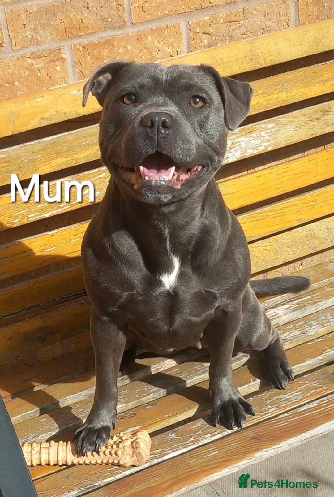 Staffordshire Bull Terrier dogs for sale: Beautiful Staffordshire Bull Terrier puppies - Advert 11