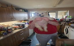 Cavachon dogs for sale: Bichon puppies  - Image 4