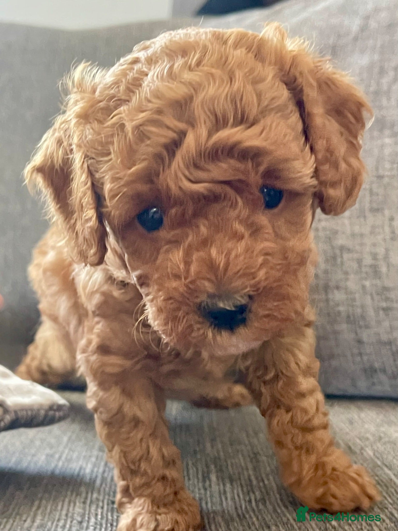 Maltipoo dogs F1b Toy Maltipoo Puppies Ready 22 July | Essex - Advert 1