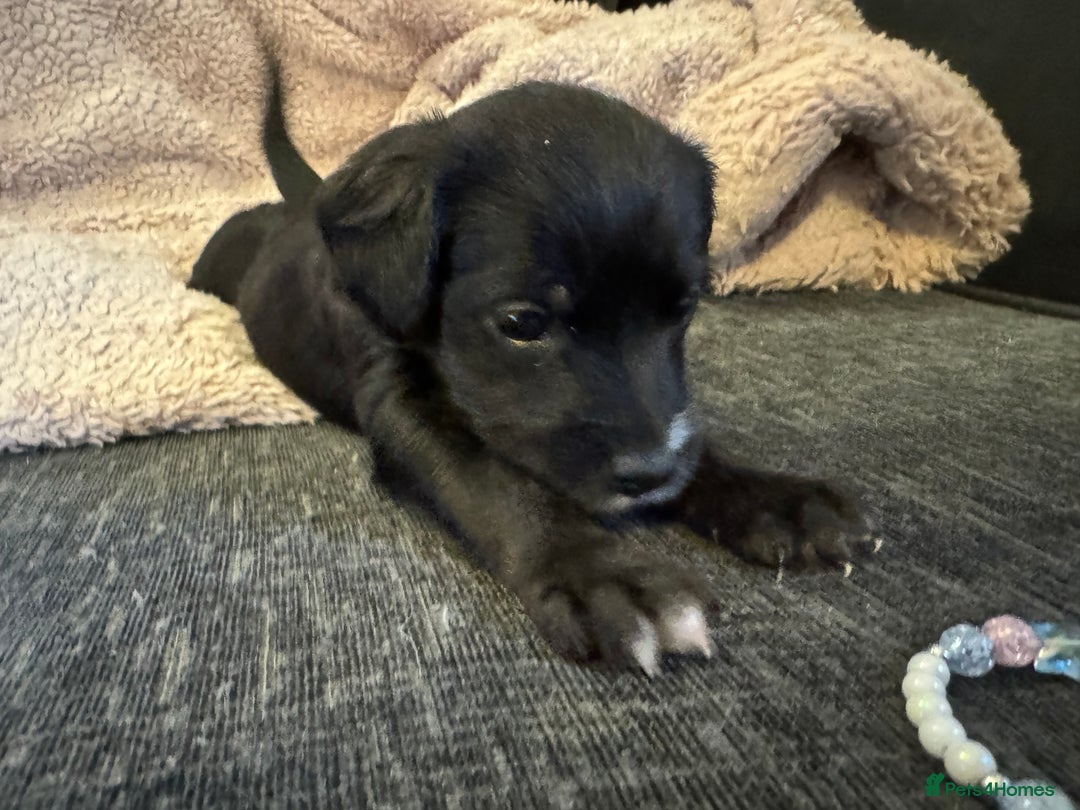 Mixed Breed dogs for sale: Cockerpoo cross lab pupies - Advert 9