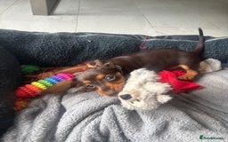 Mixed Breed dogs for sale: Dorkie Puppies  - Image 4