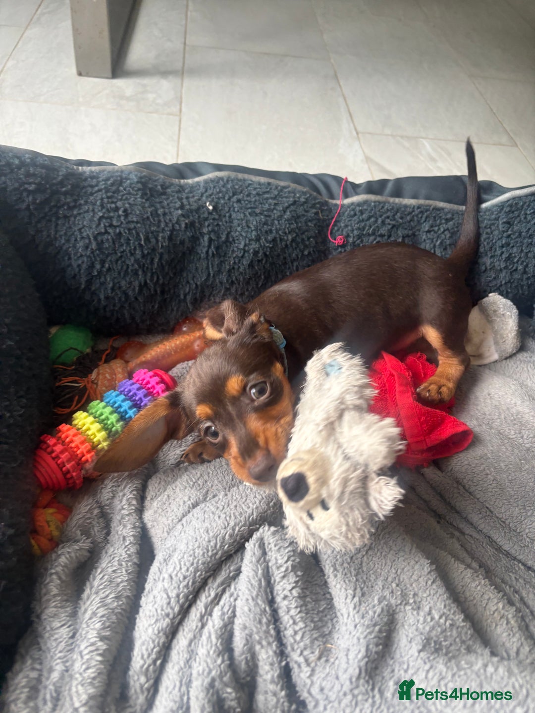 Mixed Breed dogs for sale: Dorkie Puppies  - Image 4