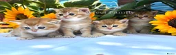 British Shorthair cats for sale: ✨ EXCEPTIONAL GOLDEN BRITISH SHORTHAIR BOYS ✨ - Advert 23