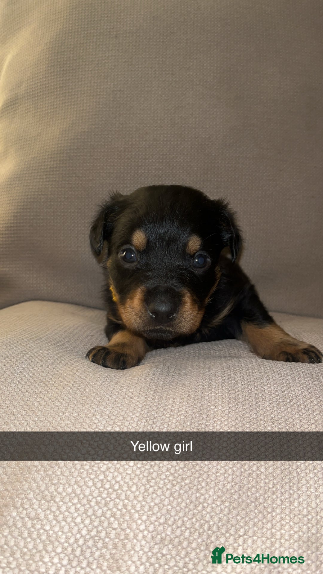 Rottweiler dogs for sale: Black & tan and red Rottweiler puppies - Advert 6
