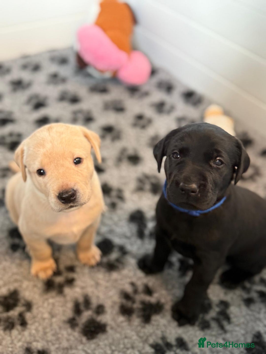 Labrador Retriever dogs for sale: Beautiful KC Registered Labrador Puppies - Image 11