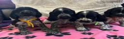 Cocker Spaniel dogs for sale: Stunning show type cocker spaniel puppies  - Advert 14