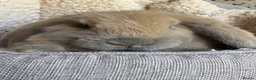 French Lop rabbits for sale: French Giant Lop in Ashford - Advert 16