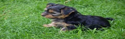 Yorkshire Terrier dogs for sale: Purebred Yorkshire Terrier Puppies Vaccinated  - Advert 7