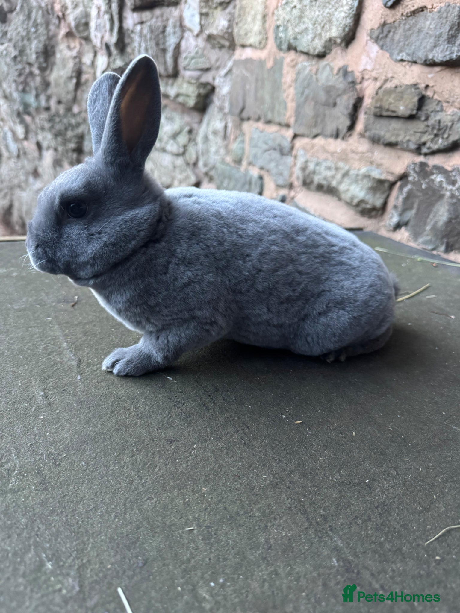 Rex rabbits Stunning baby blue mini Rex buck  - Advert 1