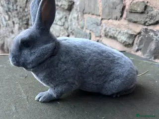 Rex rabbits Stunning baby blue mini Rex buck - Advert 15