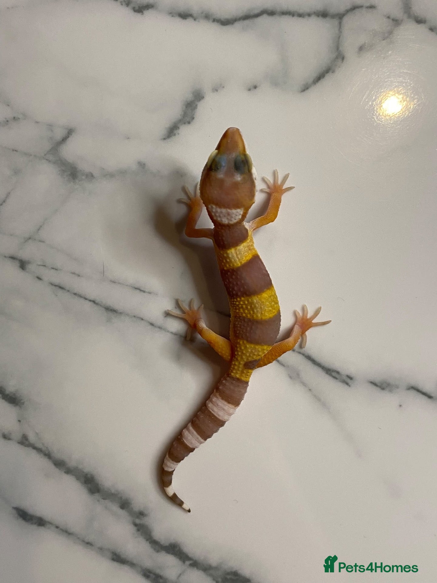 Leopard Gecko reptiles Hatchling leopard geckos  - Advert 14