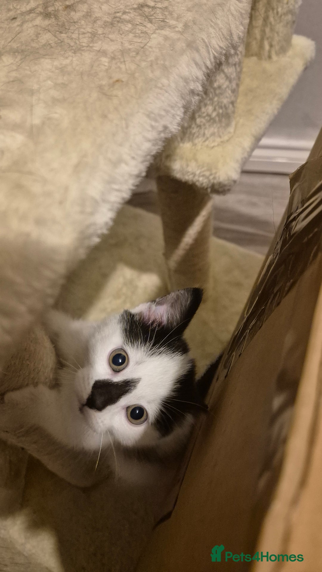 Domestic Shorthair cats for sale: Beautiful 10 week, black and white female kitten - Advert 2