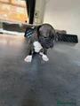 Staffordshire Bull Terrier 3 fish sticks
