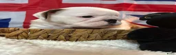 English Bulldog dogs for sale: English bulldog gorgeous pups kc registered  - Advert 23