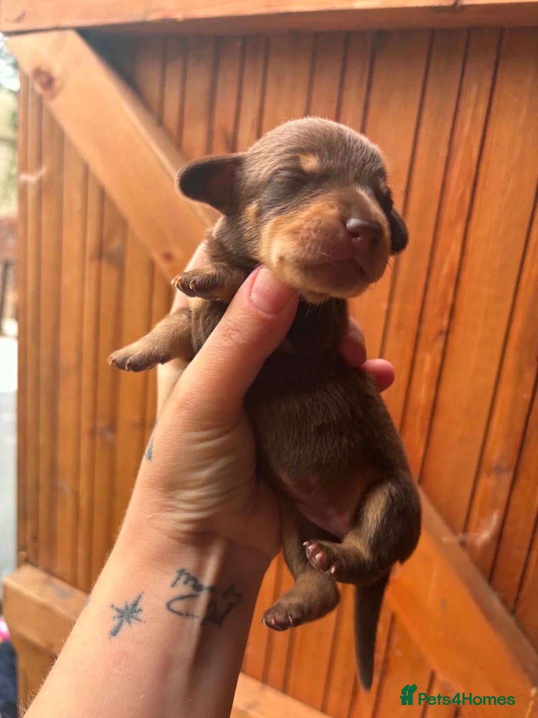 Miniature Dachshund dogs for sale: Oh my goodness so cute  - Advert 10