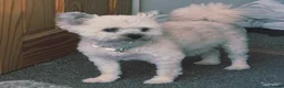 Pomapoo dogs for sale: Pomapoo x Toy Poodle 🐾 in Inverness - Advert 9