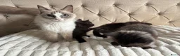 Ragdoll cats for sale: Half ragdoll kittens  - Advert 2