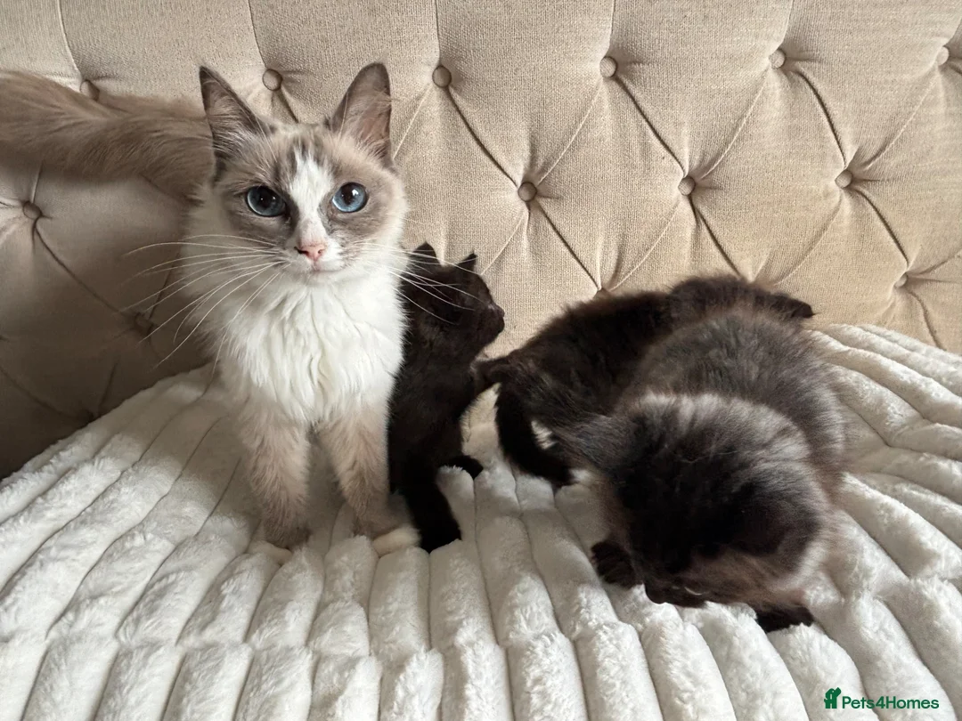 Ragdoll cats for sale: Half ragdoll kittens  - Advert 2