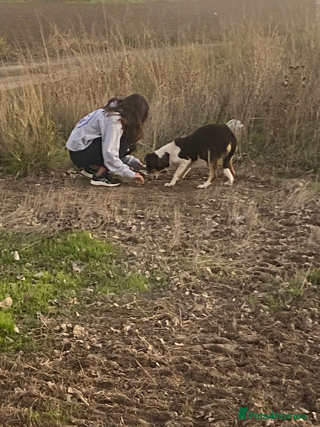 Mixed Breed dogs for adoption: Angel 👼🏼  - Advert 10