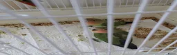 Lovebirds birds for sale: Peach faced baby lovebirds - Advert 6