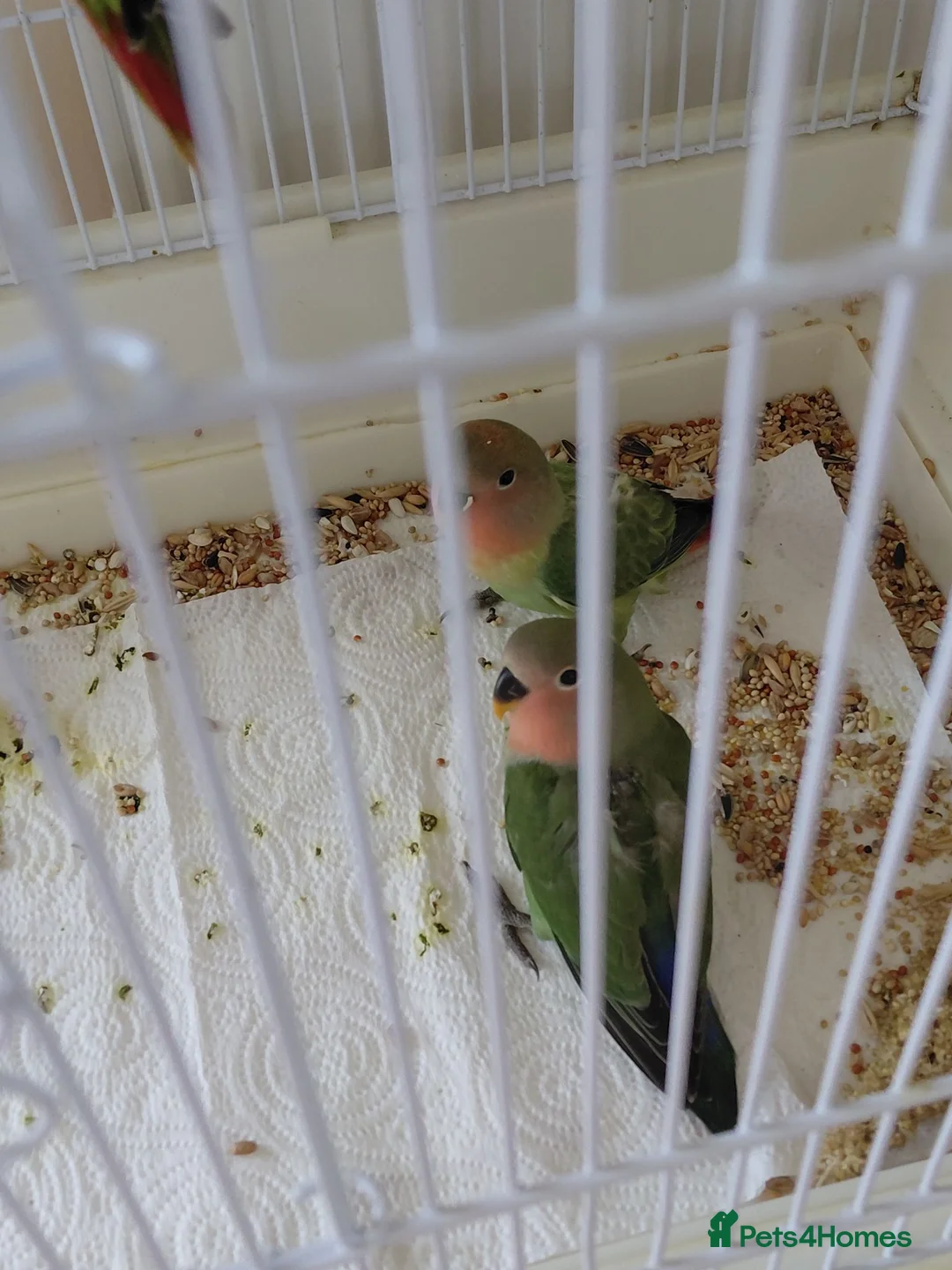 Lovebirds birds for sale: Peach faced baby lovebirds - Advert 6