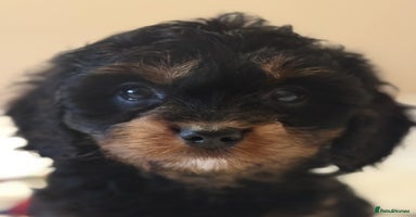 Cavapoo dogs - Advert 15