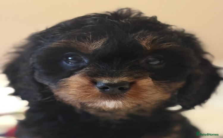 Cavapoo dogs - Advert 6