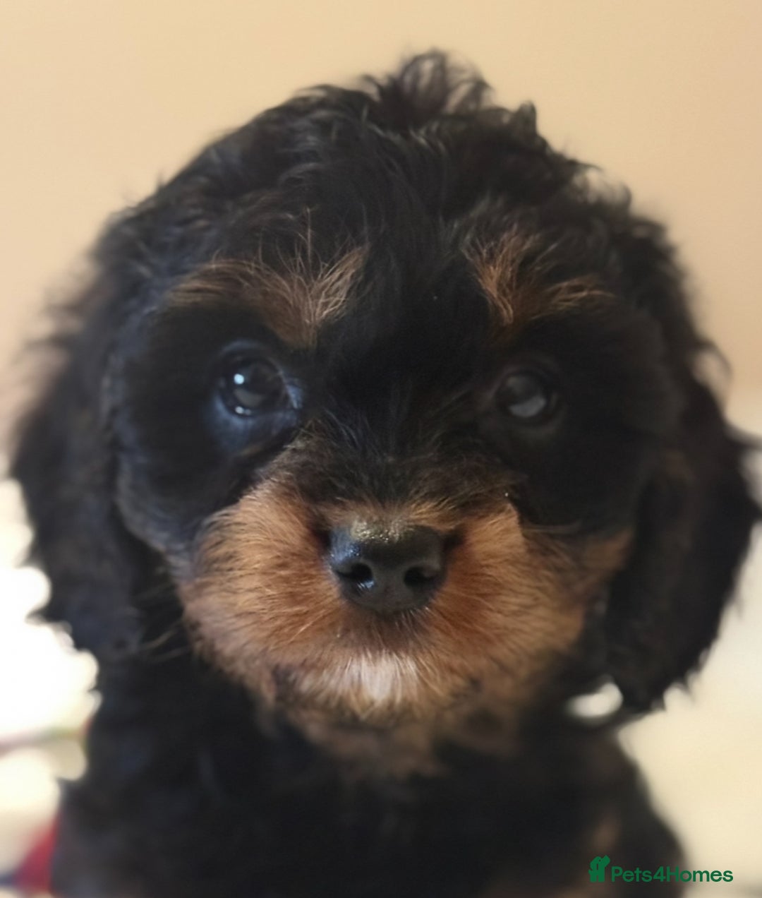 Cavapoo dogs for sale: Health-checked calm loving pups - Image 1