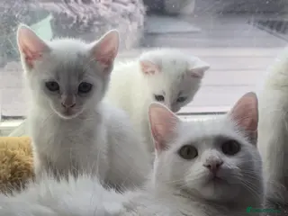 Turkish Angora cats Brother & sister looking for a New Home - Advert 2