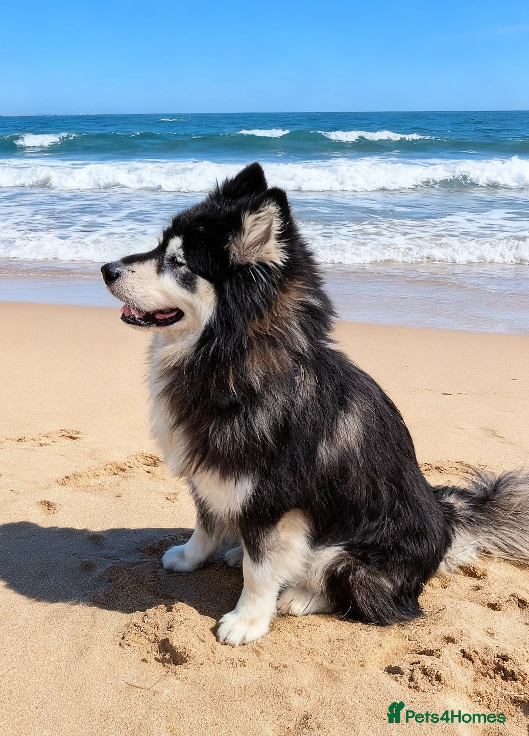 Alaskan Malamute dogs for stud: KC registered alaskan malamute for stud - Advert 2