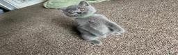 British Shorthair cats for sale: GCCF Imperial Grand Champion Parent & Grandparent in Deeside - Advert 12